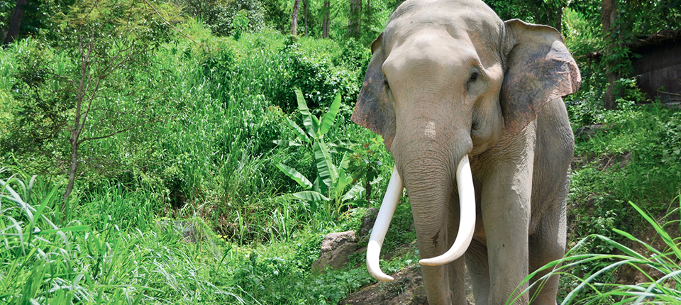 atw-reisen online Reiseberater Abenteuerreise Dschungel Elefant