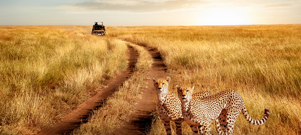 atw-reisen online Reiseberater Safari-Tour Gepard